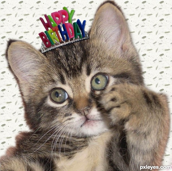 birthday kitten